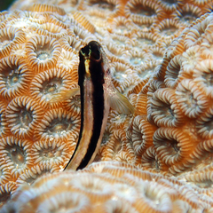 Parablennius serratolineatus