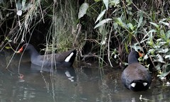 Gallinula tenebrosa tenebrosa