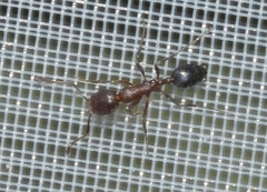 Monomorium subopacum