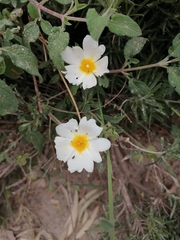 Cistus salviifolius