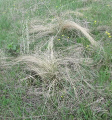 Stipa tirsa