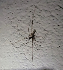 Pholcus phalangioides