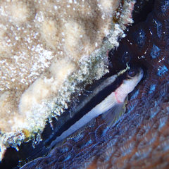 Parablennius serratolineatus