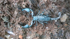 Sahyadrimetrus