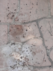 Pipistrellus abramus