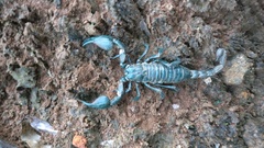 Sahyadrimetrus
