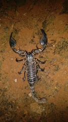 Sahyadrimetrus