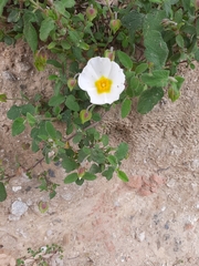 Cistus salviifolius