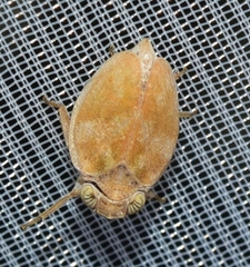 Palmallorcus