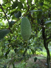 Ficus pumila awkeotsang