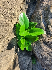 Ficus ingens