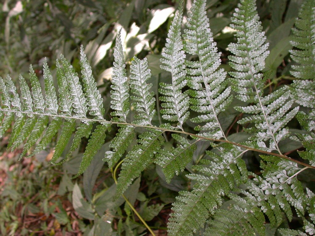 Microlepia rhomboidea (Microlepia rhomboidea)