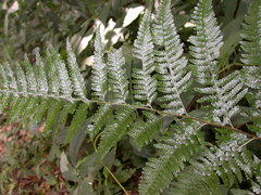 Microlepia rhomboidea