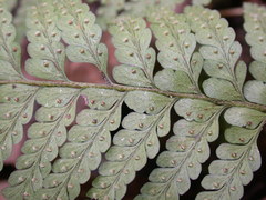 Microlepia rhomboidea