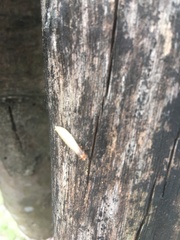 Coptotermes formosanus