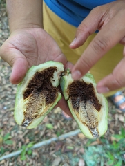 Ficus pumila awkeotsang