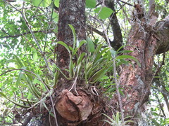 Prosthechea squalida