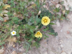 Tuberaria guttata