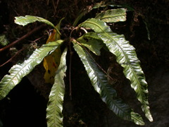 Asplenium griffithianum