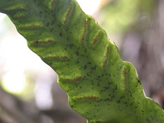 Asplenium griffithianum