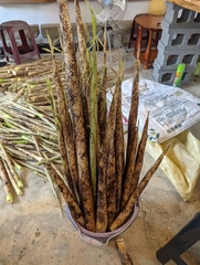 Phyllostachys makinoi