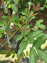 Kigelia africana