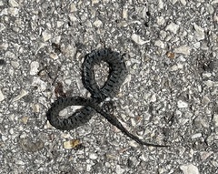 Natrix helvetica sicula