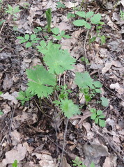 Aconitum lasiostomum