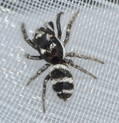 Salticus propinquus