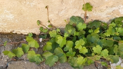 Cymbalaria muralis
