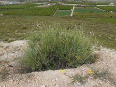 Anthyllis terniflora