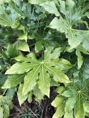 Fatsia