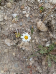 Asteraceae