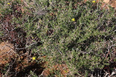 Crassothonna protecta