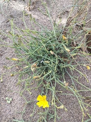 Launaea fragilis