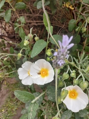 Cistus salviifolius