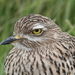 Spotted Thick-Knee - Photo (c) jandutoit, some rights reserved (CC BY-NC)