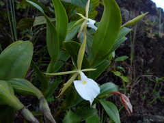 Epidendrum eburneum