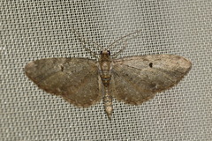 Eupithecia virgaureata