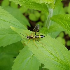 Tenthredo verticalis