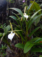 Epidendrum eburneum