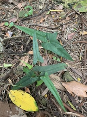 Dioscorea japonica