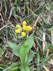 Cephalanthera falcata