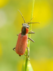 Malachius coccineus