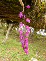 Epidendrum diommum