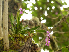 Epidendrum diommum