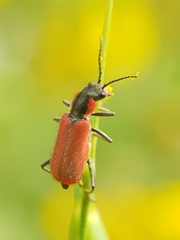 Malachius coccineus