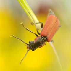 Malachius coccineus