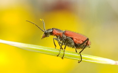 Malachius coccineus