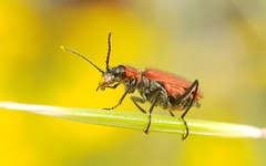 Malachius coccineus